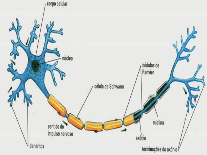 Quebra cabeça do neuronio puzzle