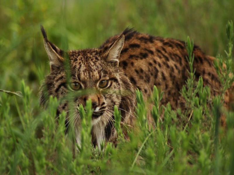 Lince-Ibérico puzzle