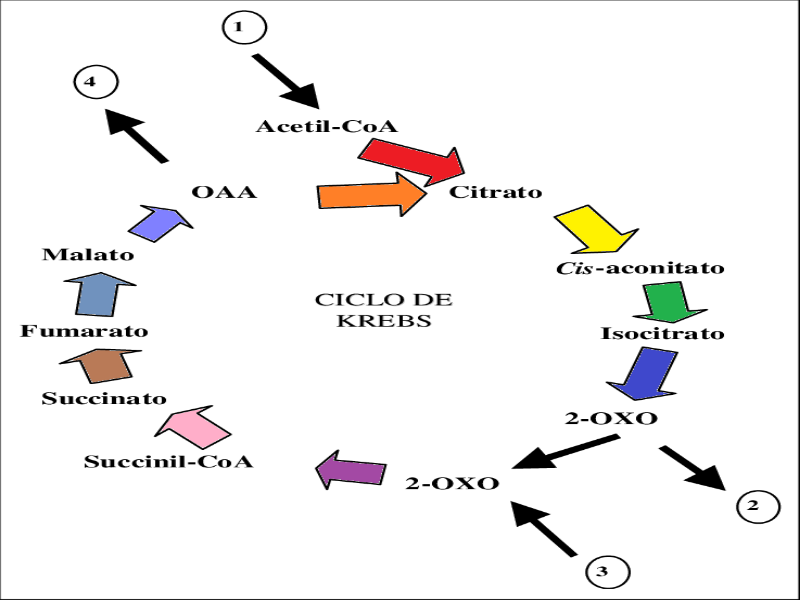 Quebra cabeças do Ciclo de Krebs puzzle