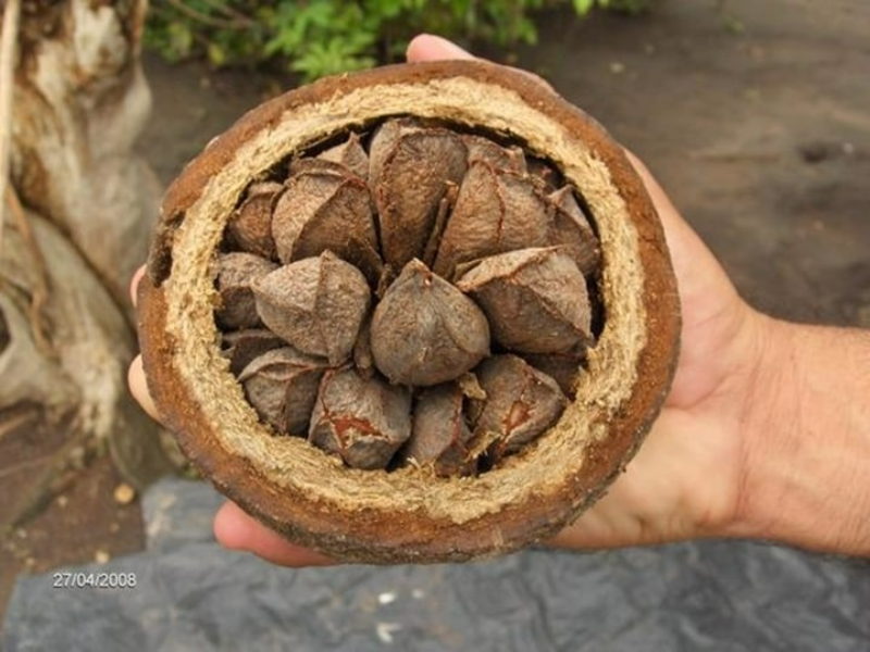 castanha puzzle