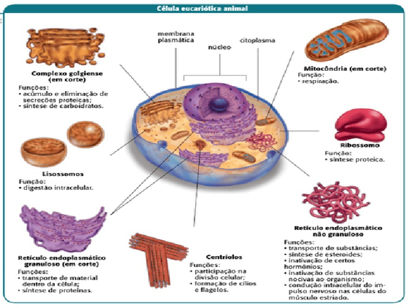 quebra-cabeça de células eucarióticas - puzzle online